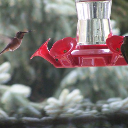 Hummingbird Guesthouse 포트알버니 외부 사진